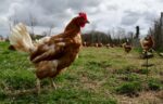 Poules pondeuses : entre incertitudes et renouveau
