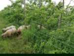Introduire les animaux dans le verger