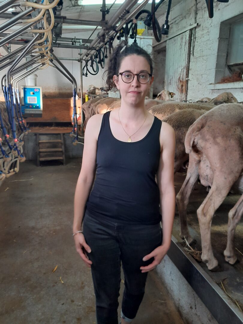 Photopériodisme en ovin lait bio : réussir la lutte des agnelles au printemps