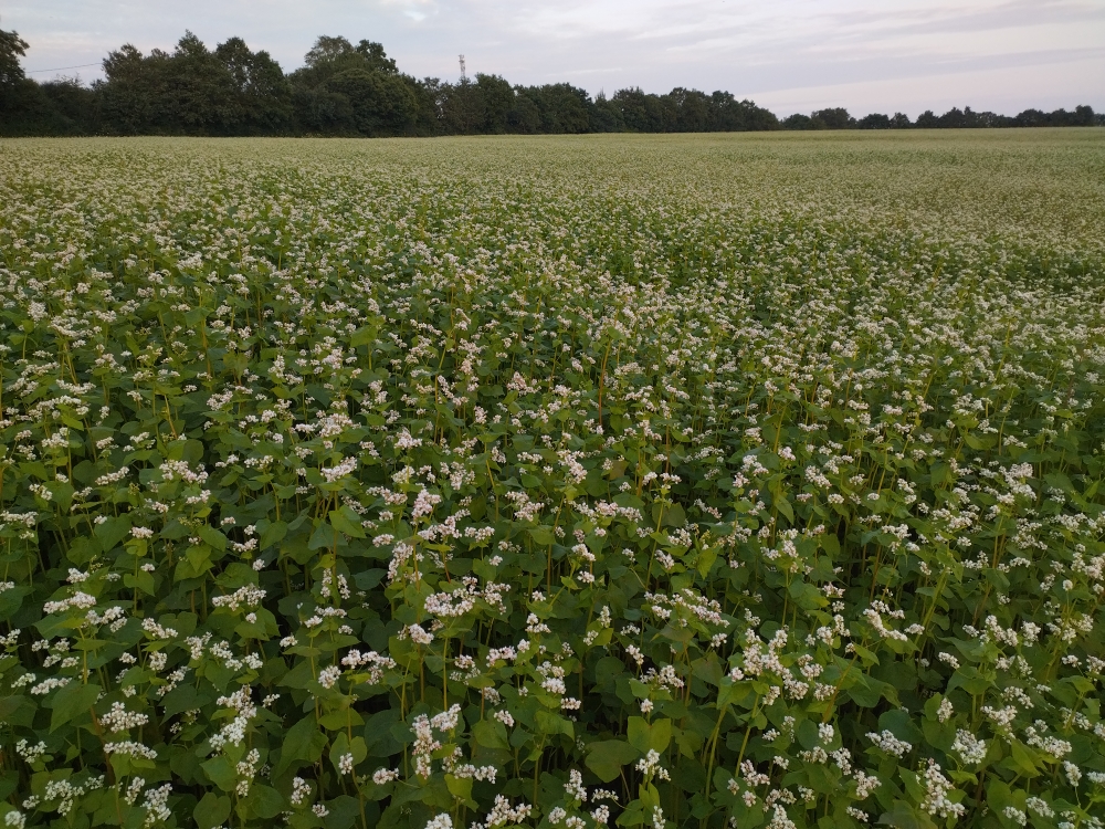 Contaminations au prosulfocarbe : la filière bio toujours extrêmement mobilisée