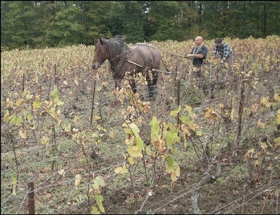 Le vigneron recourt le plus possible au cheval d’un prestataire (Hervé Lenice), notamment pour limiter la compaction du sol. Une vigne compte entre 9 000 et 10 000 pieds/ha. 