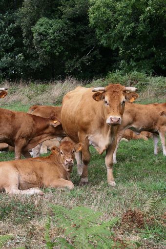 antibiorésistance : élevage de bovin bio